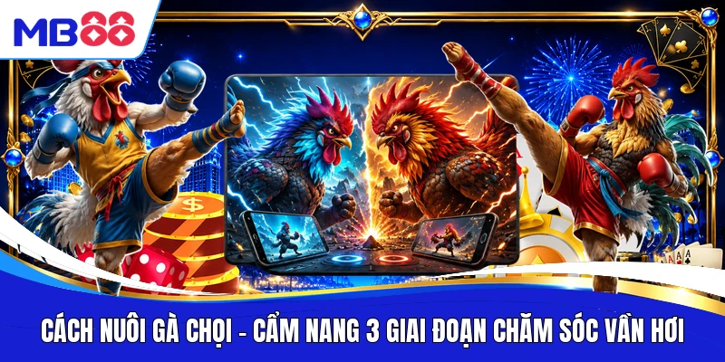 Cách Nuôi Gà Chọi