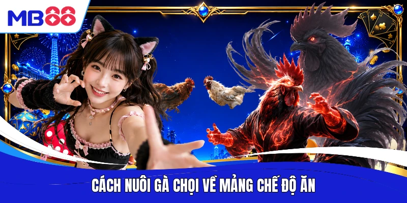 Cách nuôi gà chọi về mảng chế độ ăn