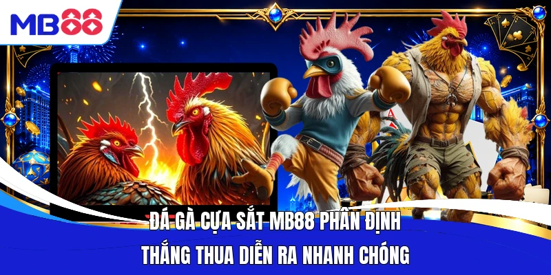 Đá gà cựa sắt MB88 phân định thắng thua diễn ra nhanh chóng