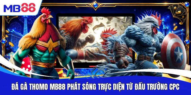 Đá gà Thomo MB88 phát sóng trực diện từ đấu trường CPC