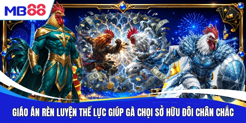 Giáo án rèn luyện thể lực giúp gà chọi sở hữu đôi chân chắc